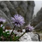 "Fundsache" im Mangfallgebirge