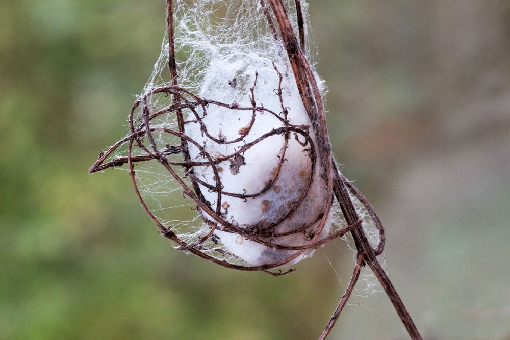 Fundsachen aus der Natur