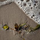 Fundstu?cke am Strand Kopie