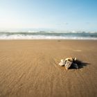 Fundstück am Meer