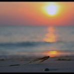 Fundstück am Strand.