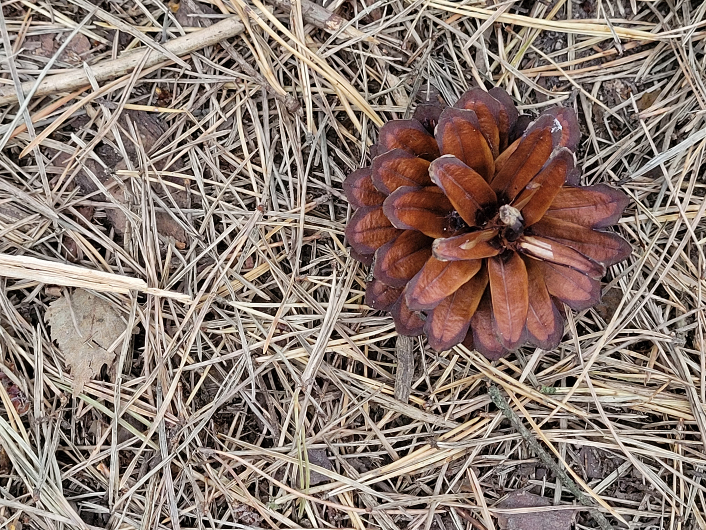 Fundstück aus dem Wald