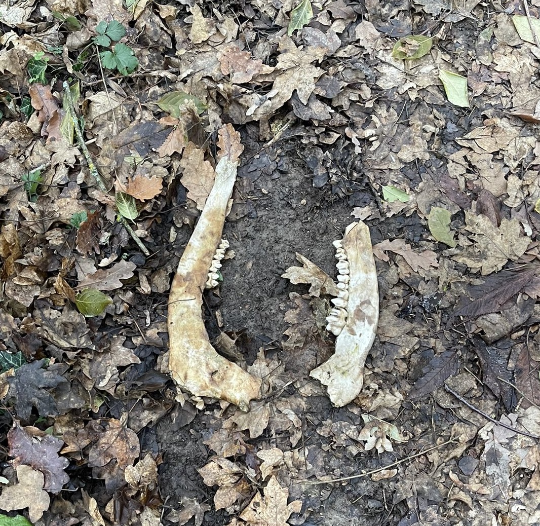 Fundstück beim Waldspaziergang