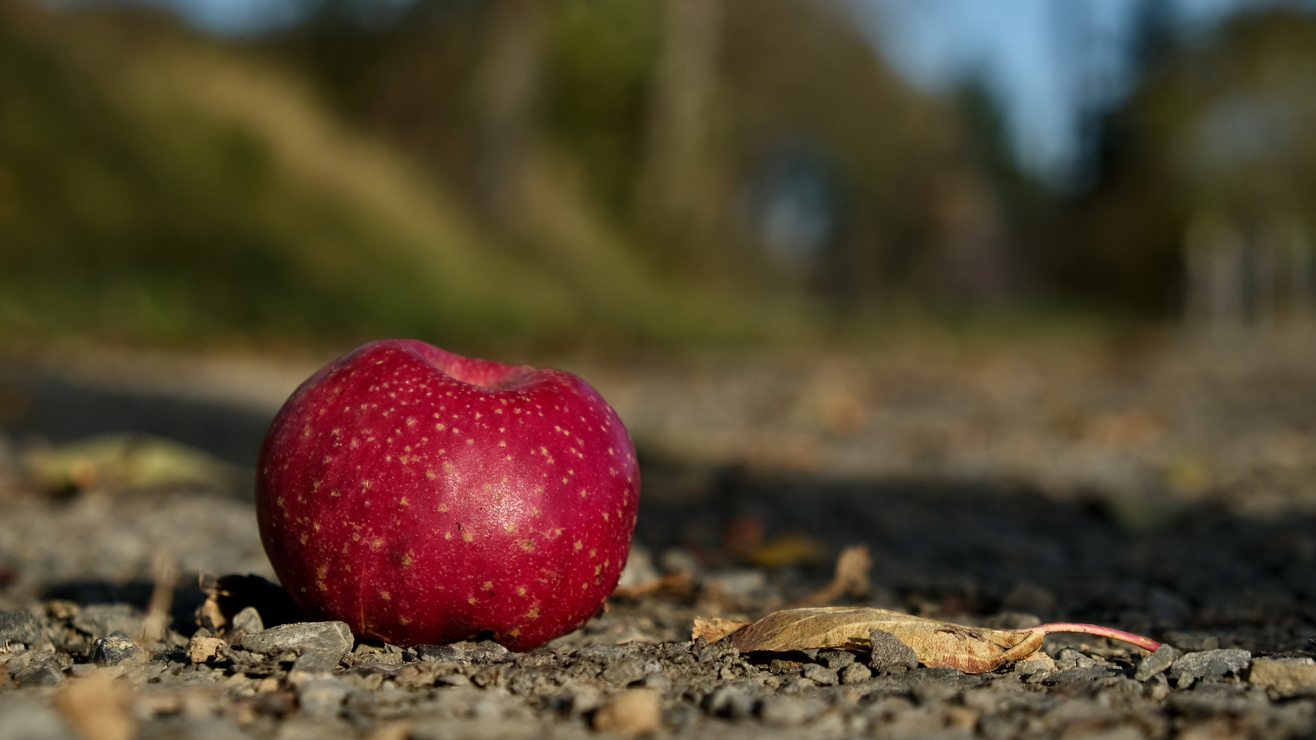 Fundstück im Herbst