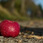 Fundstück im Herbst