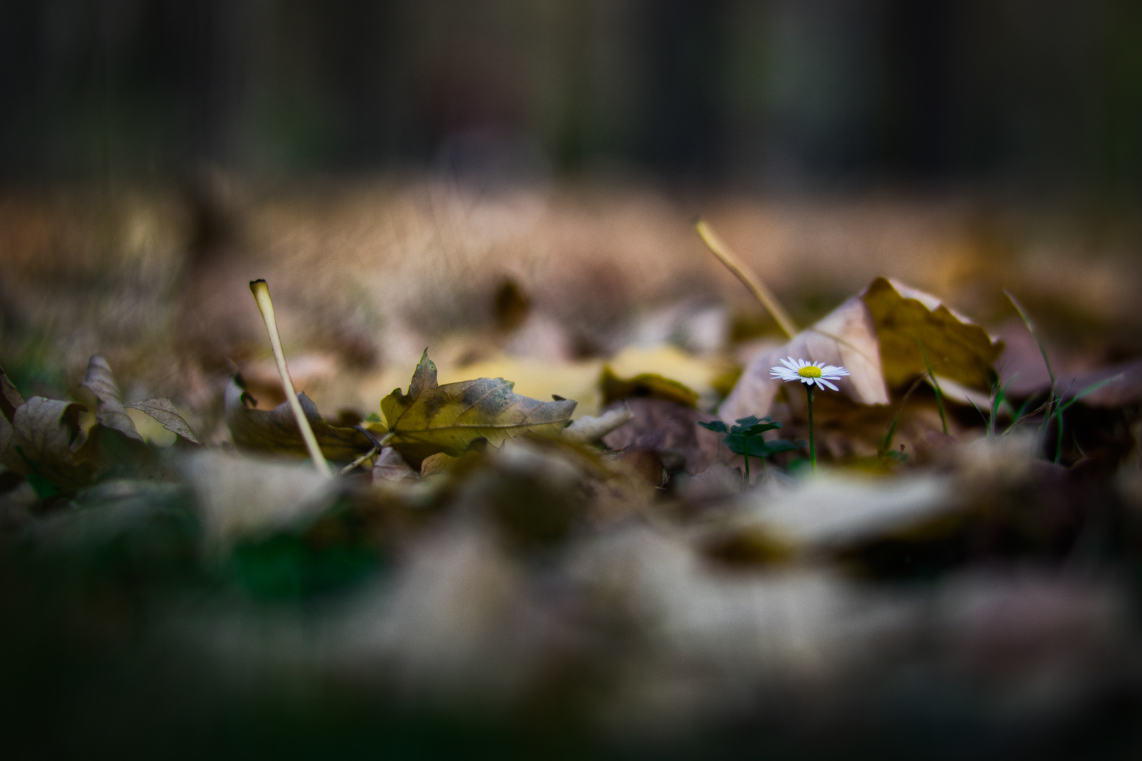 Fundstück im Herbstlaub