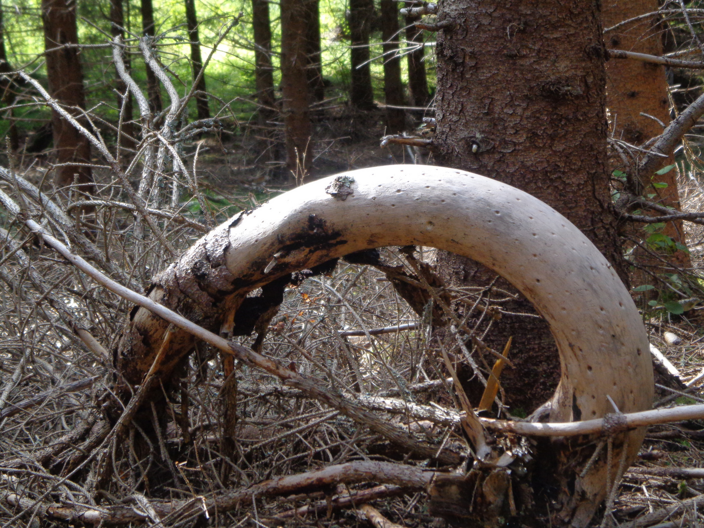 Fundstueck im Wald