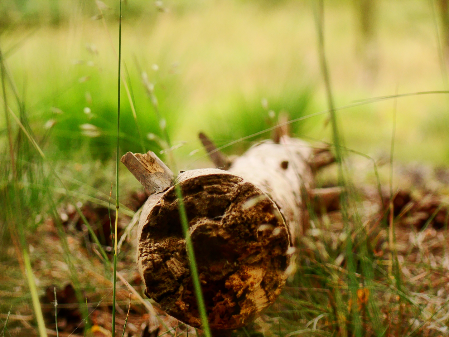 -Fundstück im Wald-