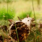 -Fundstück im Wald-