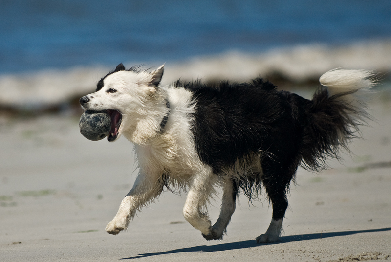 Fundstück vom Strand