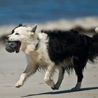 Fundstück vom Strand