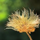 Fundstück zwischen Buchseiten