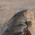 Fundstücke am Strand 1