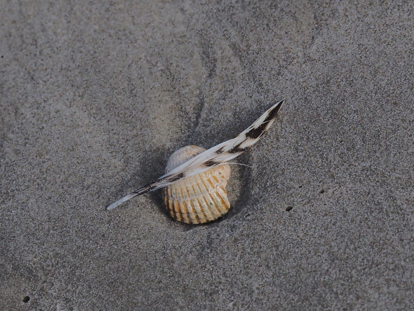 Fundstücke am Strand 