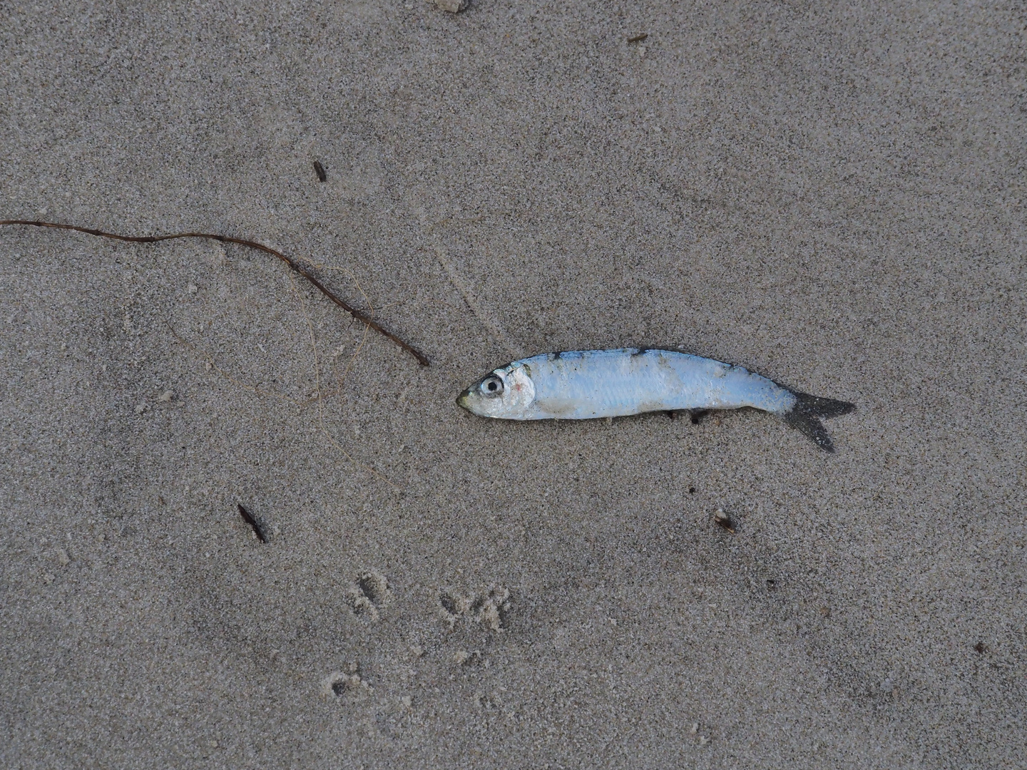 Fundstücke am Strand 2