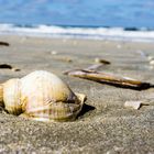 Fundstücke am Strand