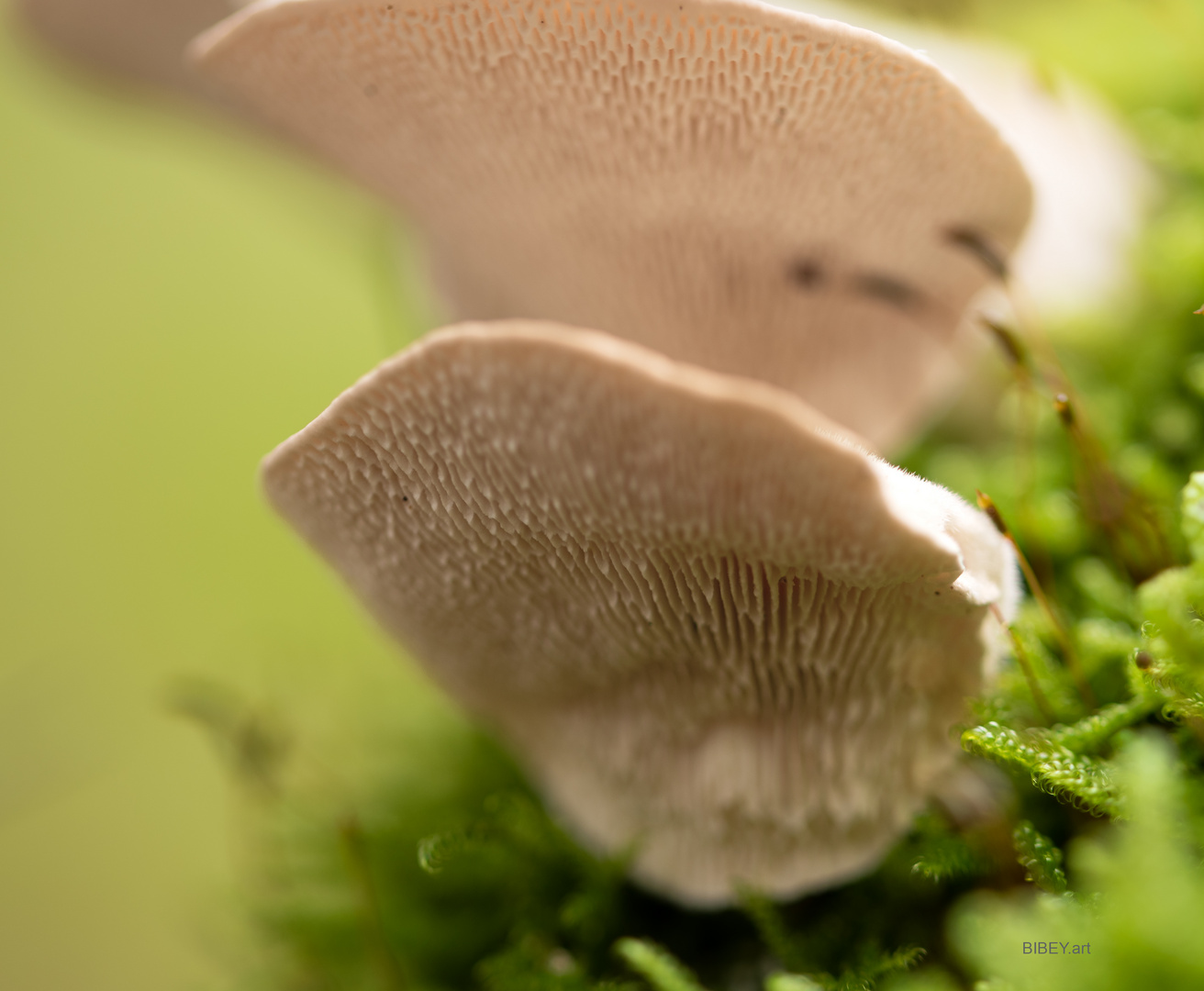 Fundstücke aus dem Wald