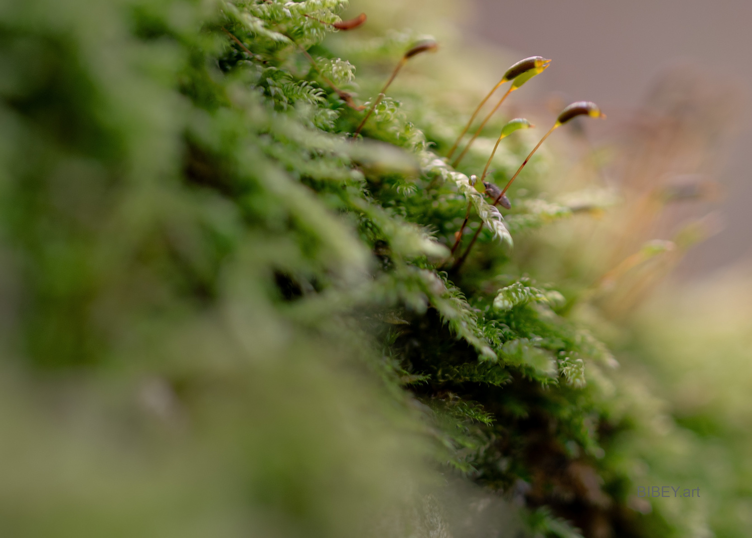 Fundstücke aus dem Wald