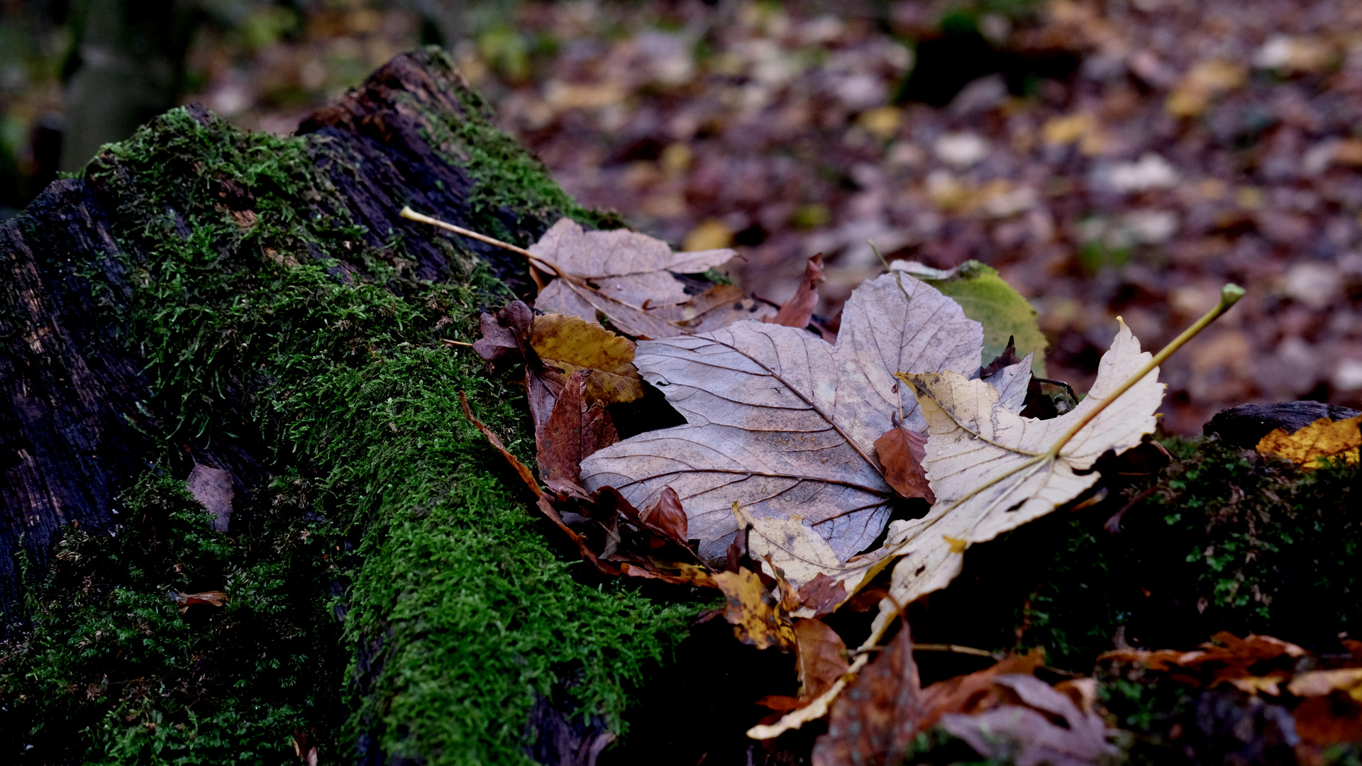 Fundstücke im Herbst