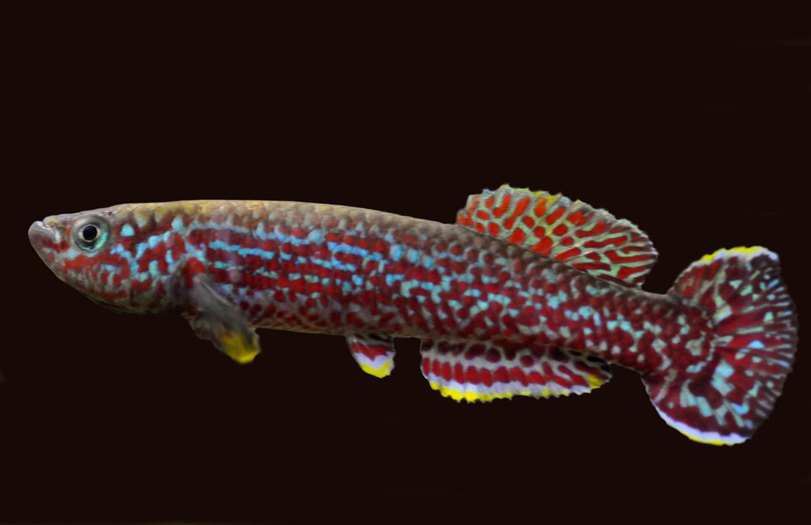 Fundulopanchax marmoratus 1