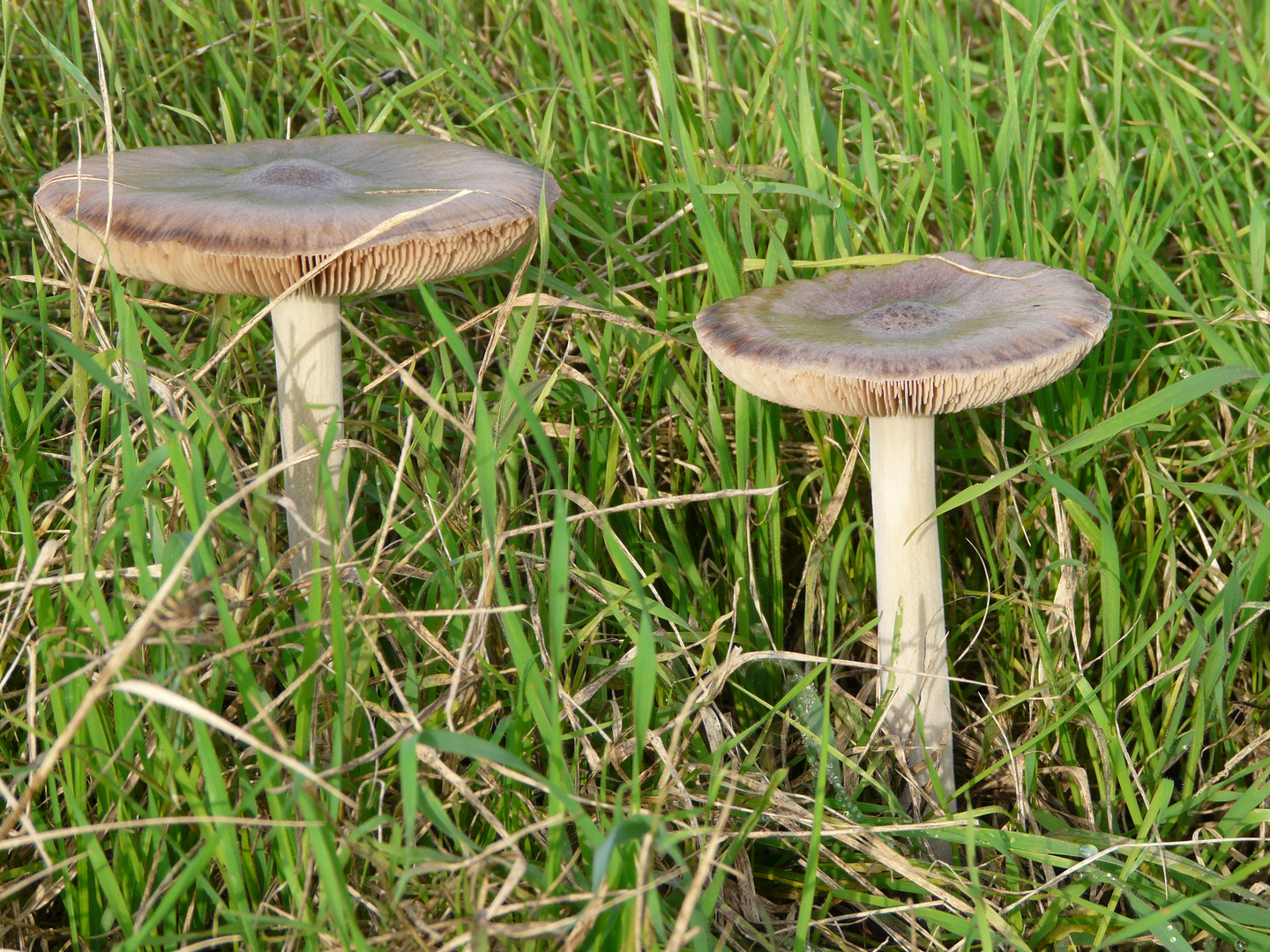 funghi