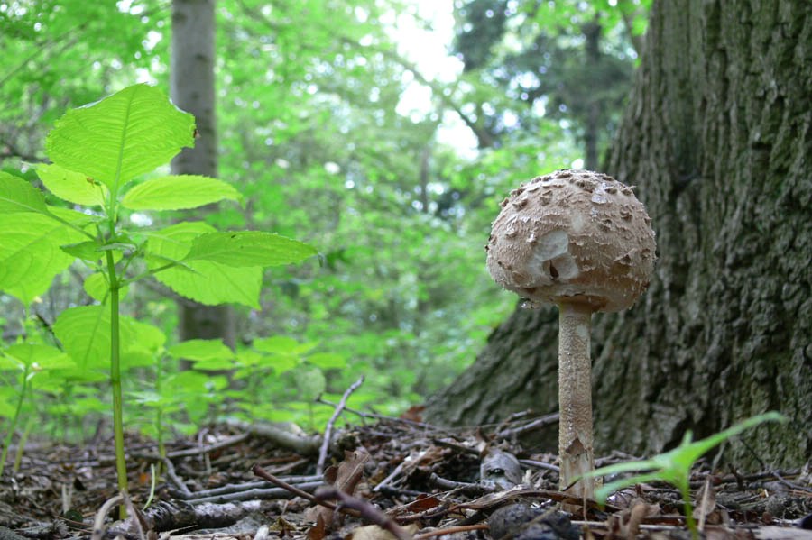 Funghi