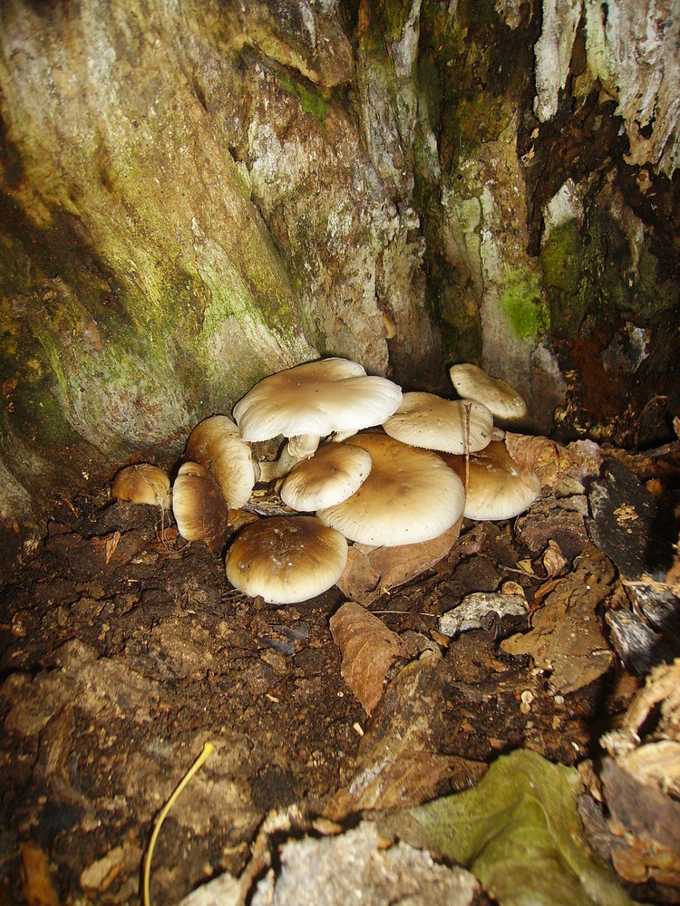 Funghi di pioppo