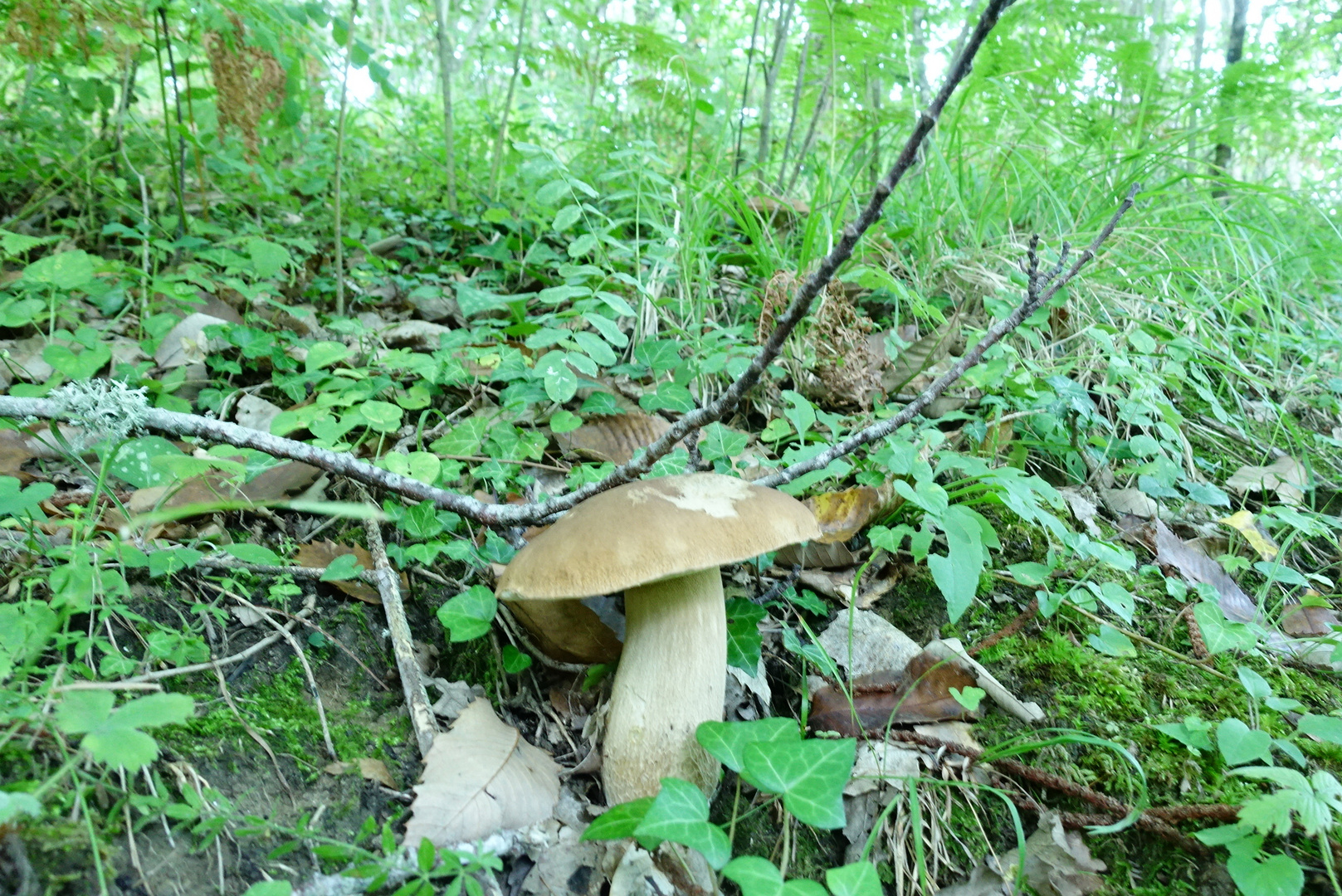 Funghi e dintorni