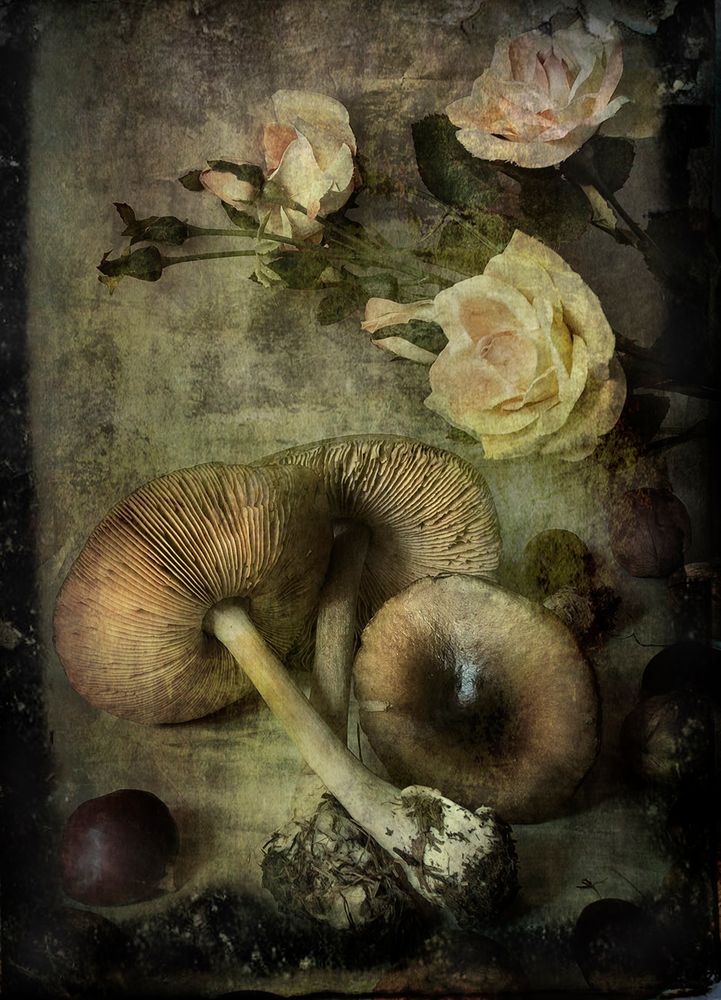 Funghi e Rose ...