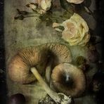 Funghi e Rose ...