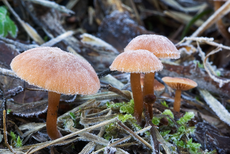 Funghi ghiacciati