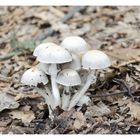 funghi nel bosco 2