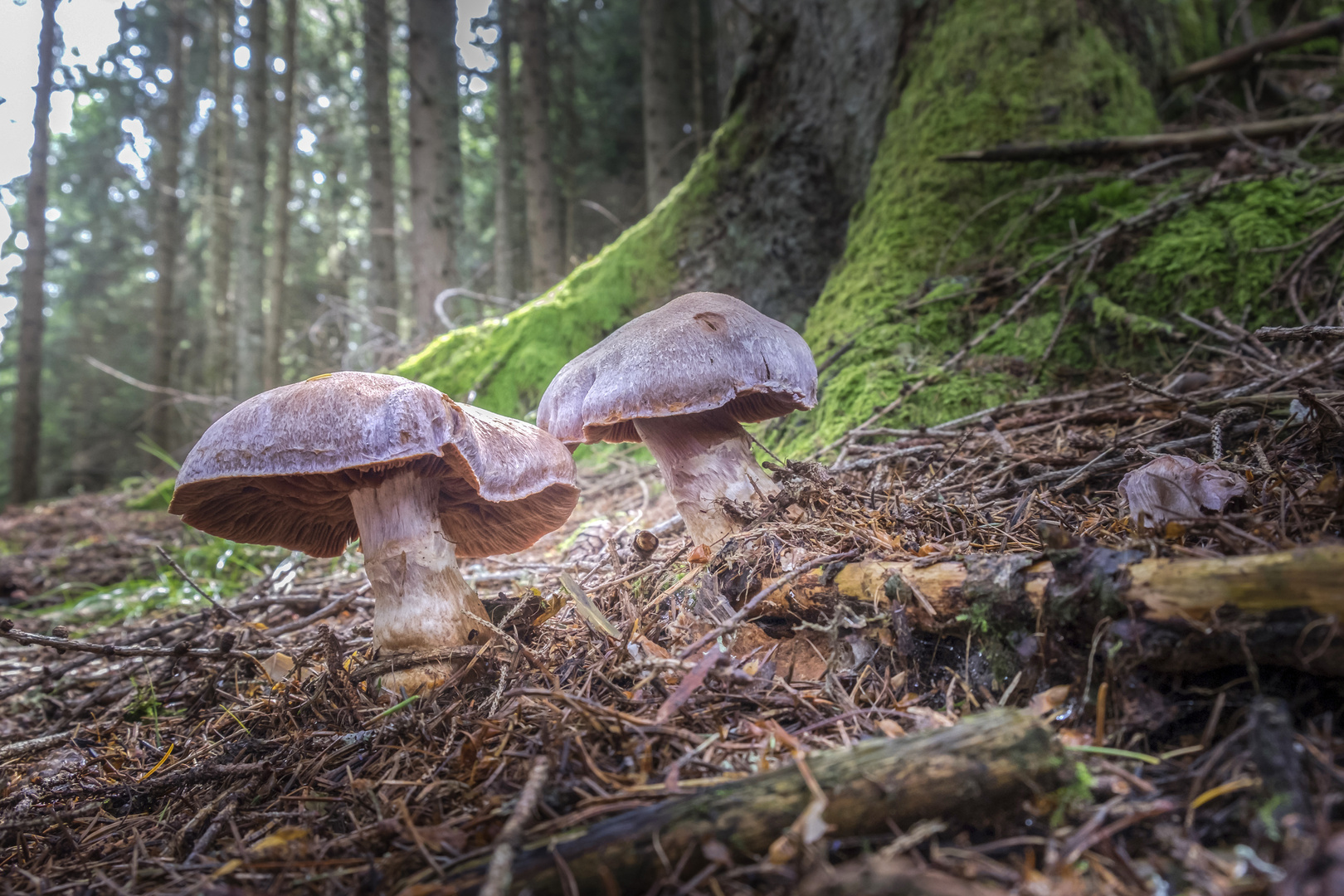 funghi nel sottobosco