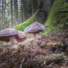 funghi nel sottobosco