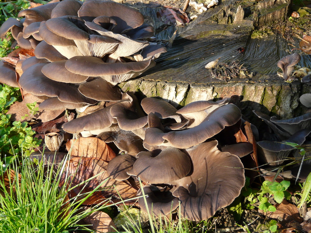 funghi su un vecchio tronco di noce