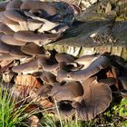 funghi su un vecchio tronco di noce