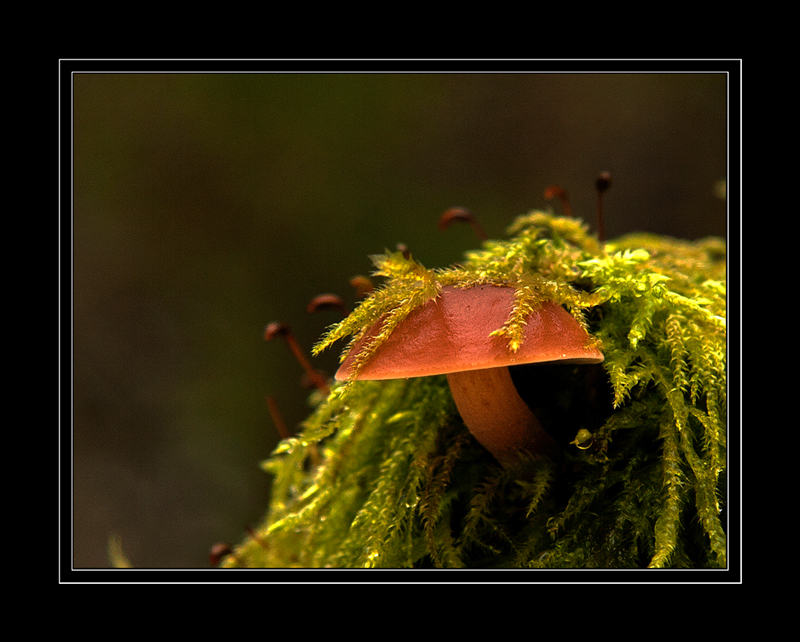 Fungi 2