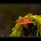 Fungi 2