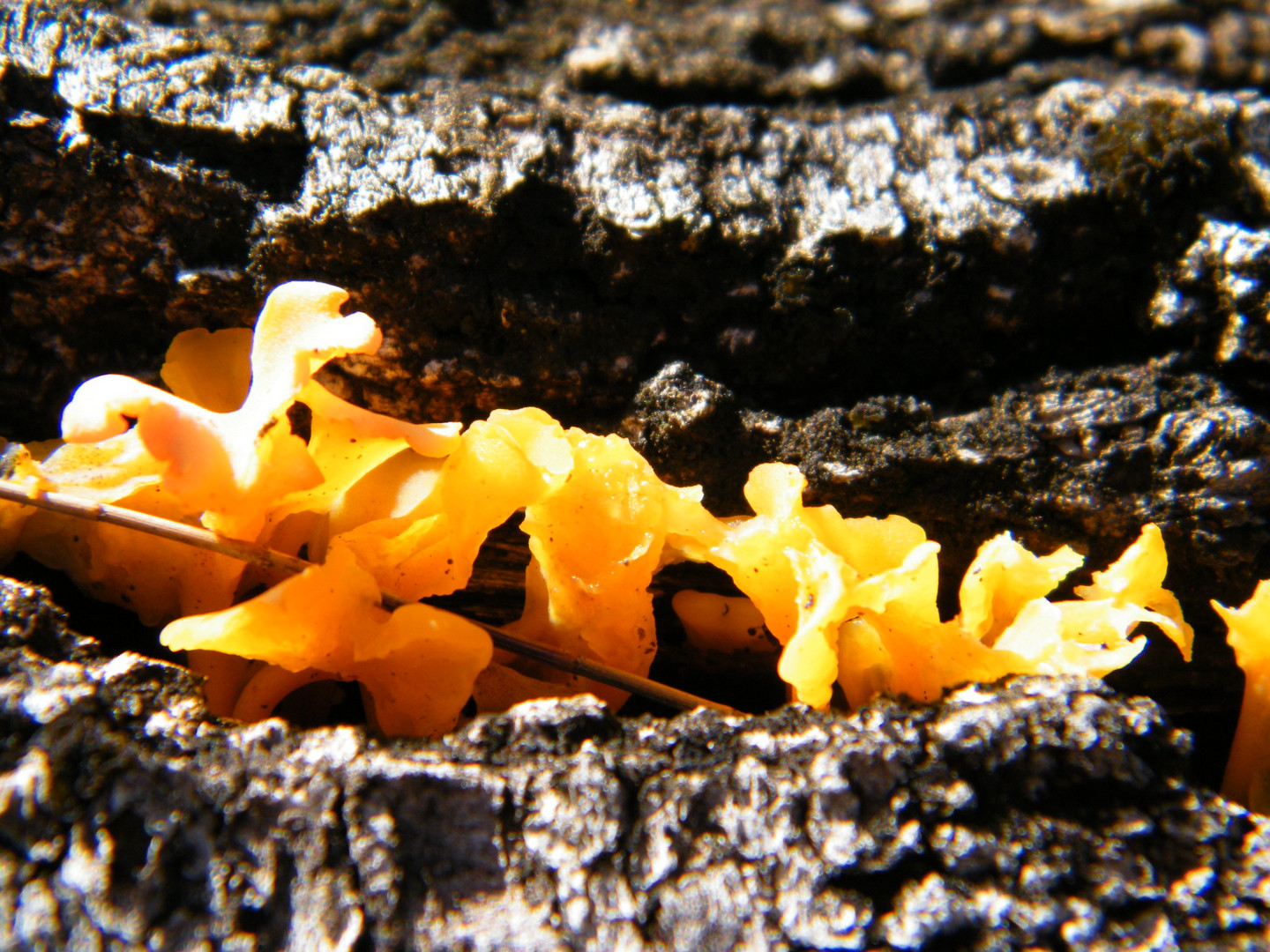 Fungi 2