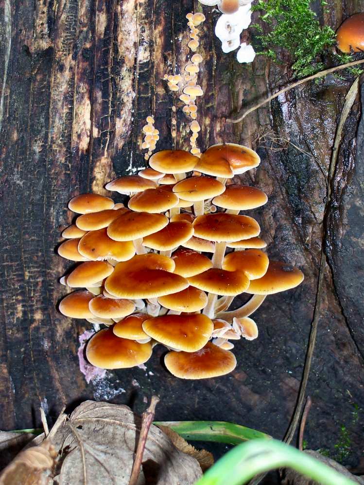 Fungi