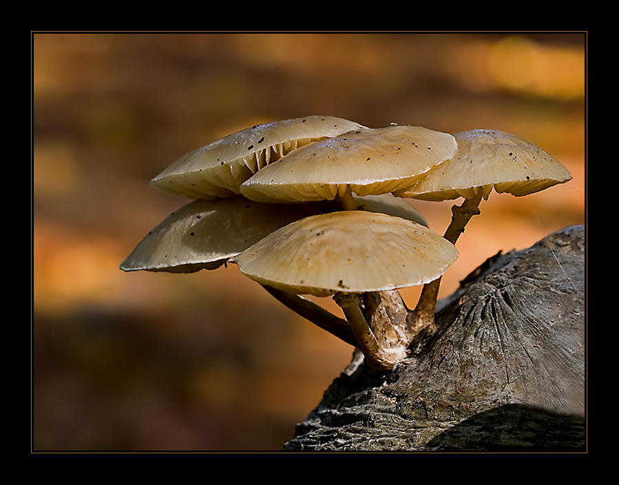 Fungi...