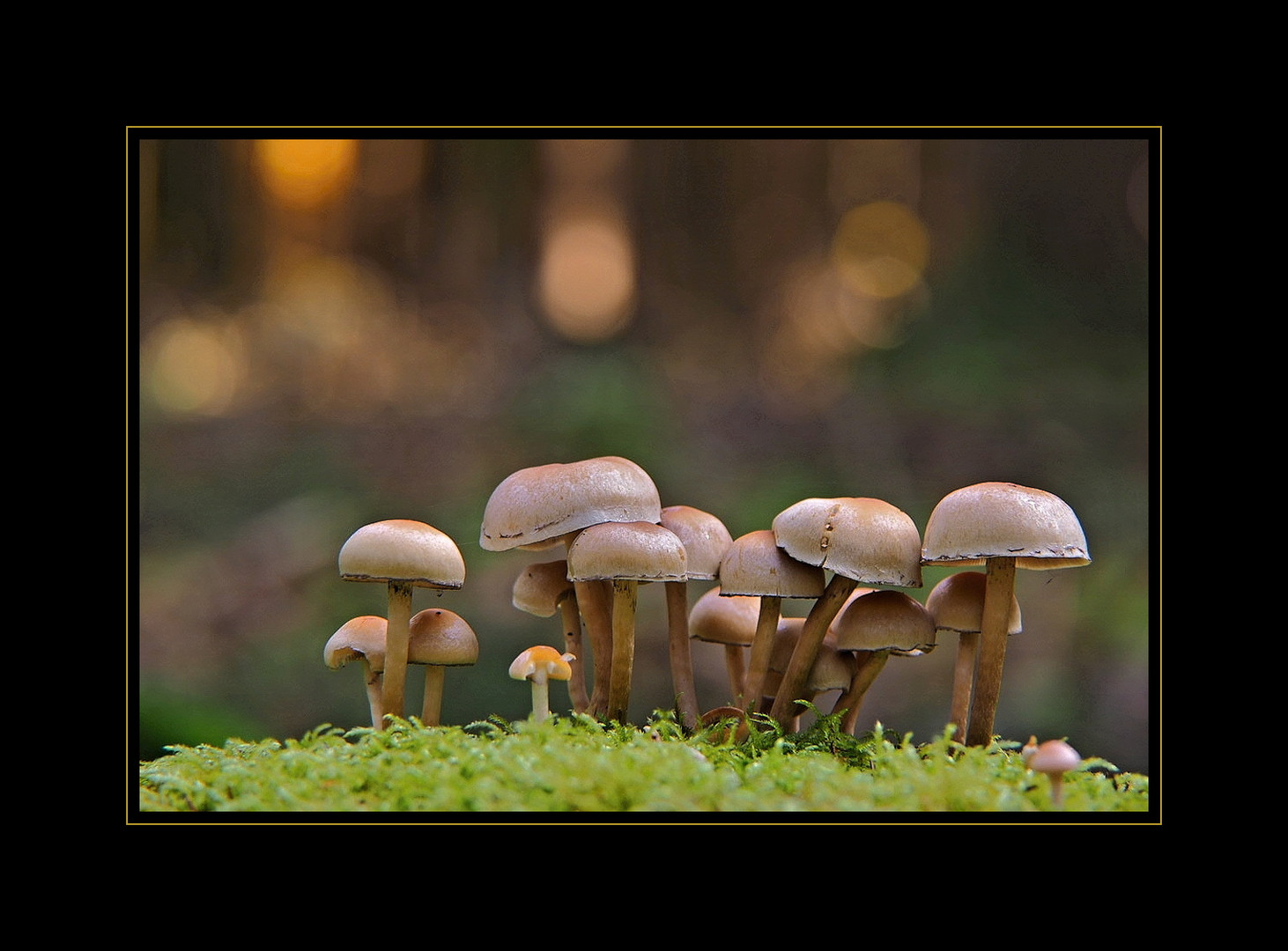 fungi