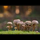 fungi