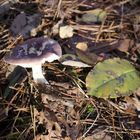 Fungi at sunset