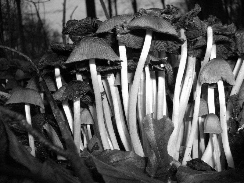 Fungi: black and white