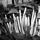 Fungi: black and white