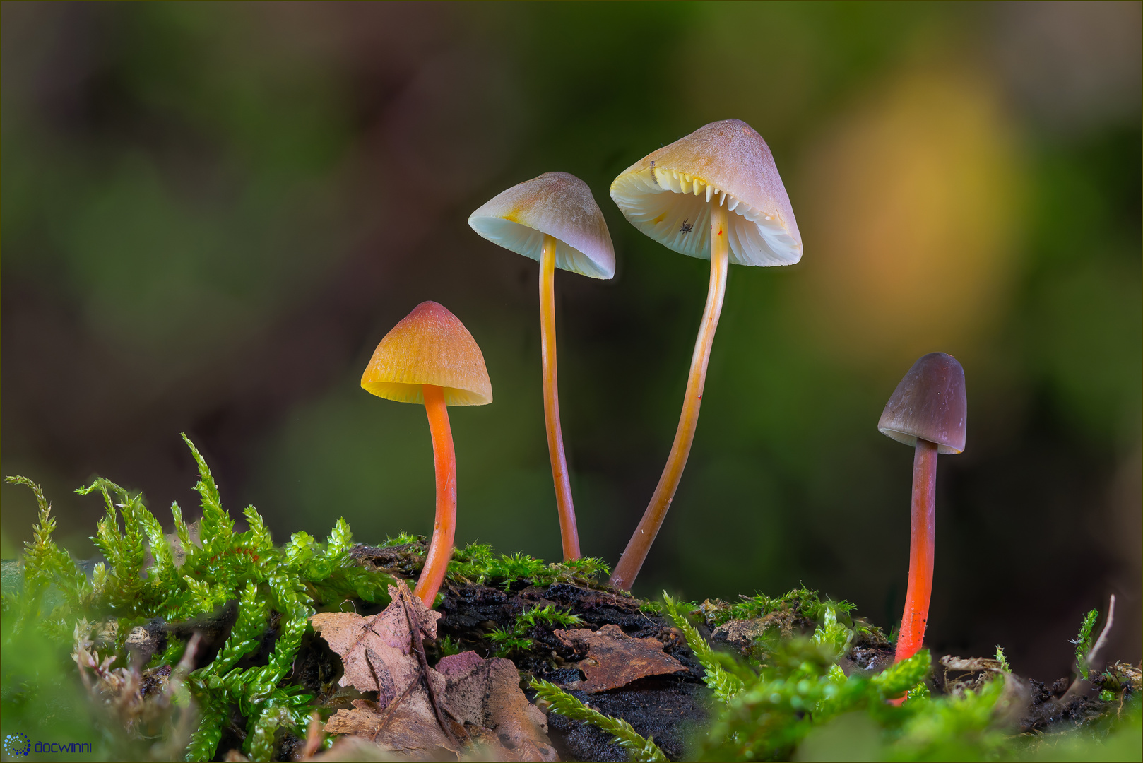 Fungi Color