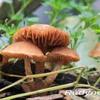 Fungi-Family 01