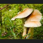Fungi Group
