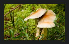 Fungi Group